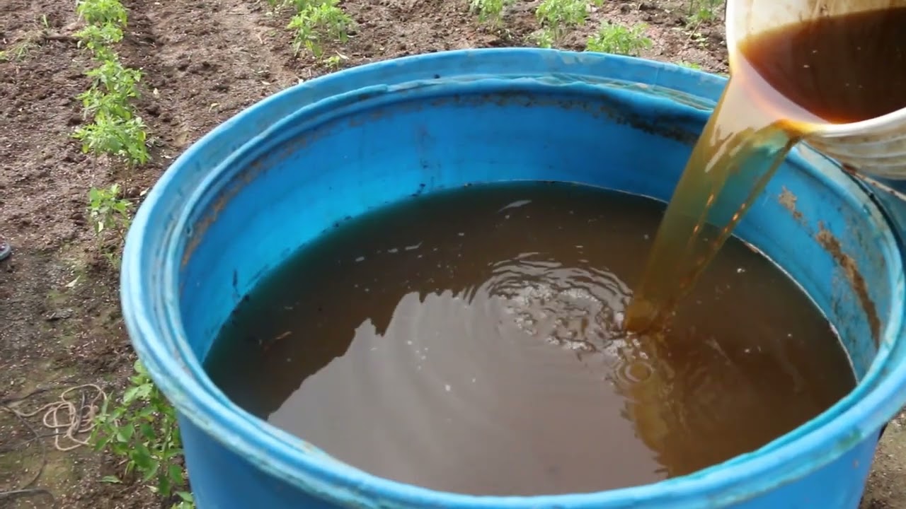 Dravajeevamrutam Application for Chilli Crop  Natural Farming  RySS & DG