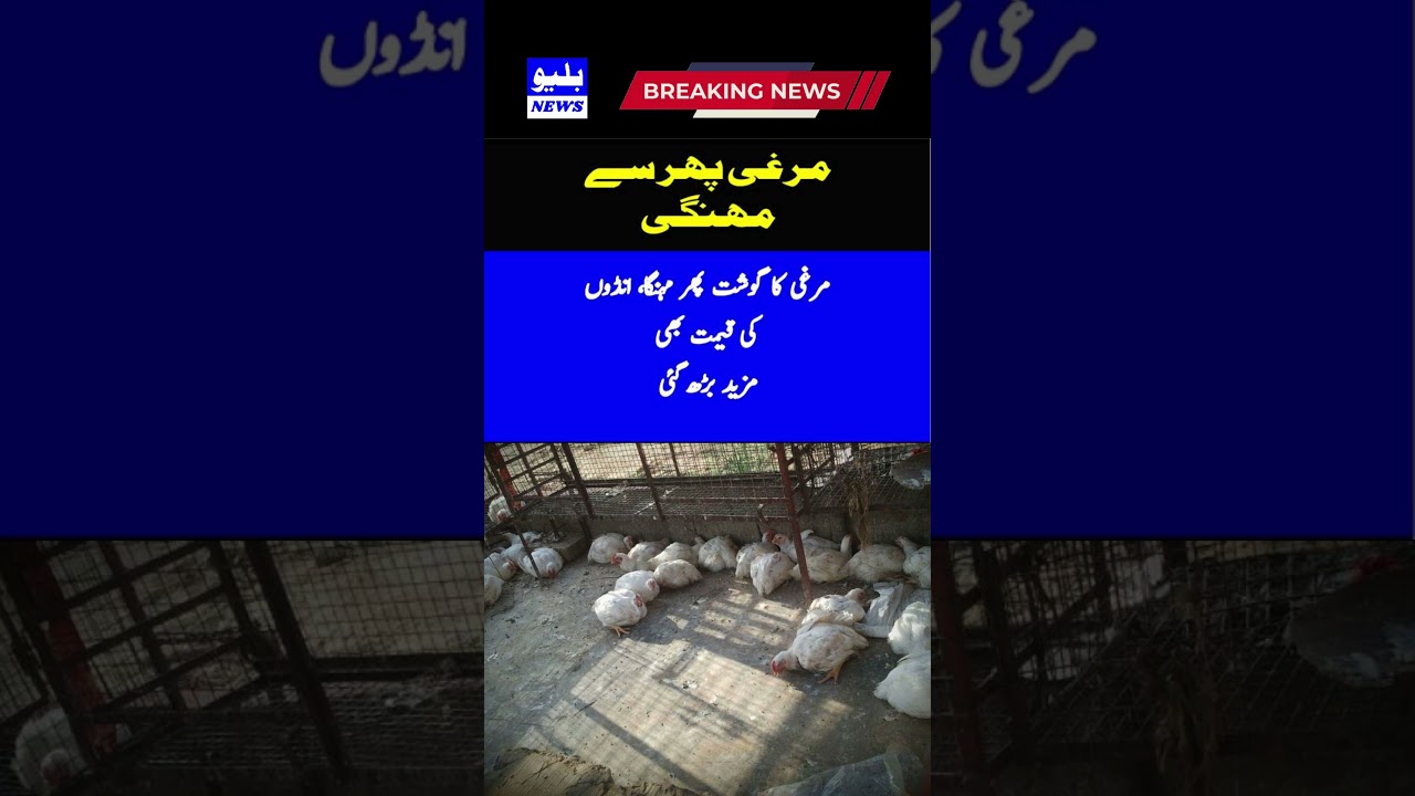 Chicken meat again expensive, the price of eggs also increased #news #shorts