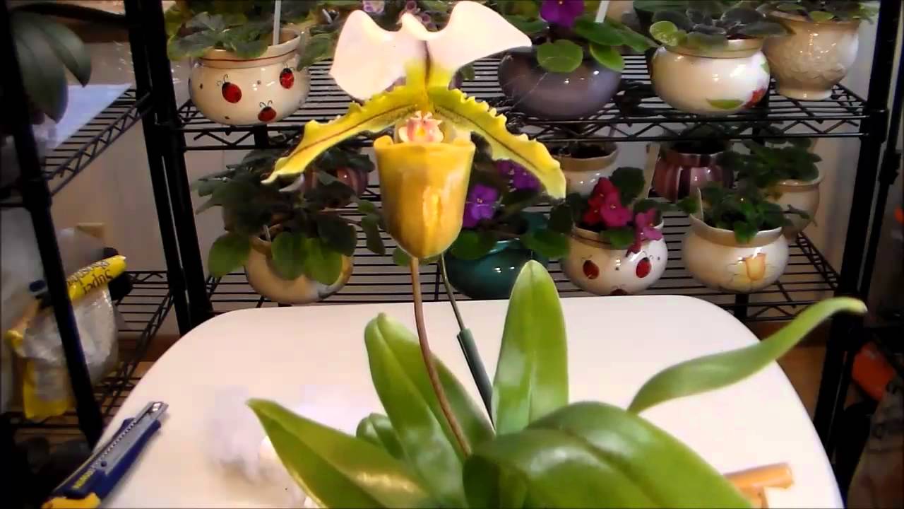 15-01-29 New Paph Spicerianum From Springwater Orchids-ebay
