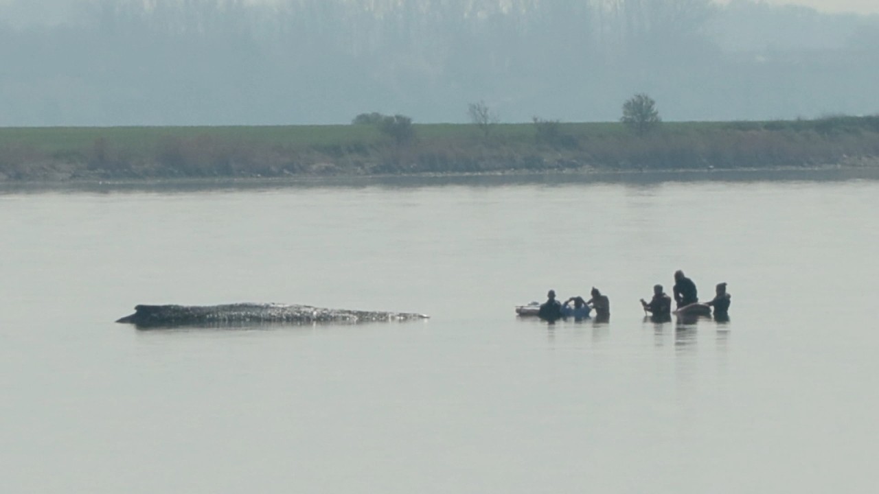 LIVE: Rettungsaktion f&uuml;r Wal Timmy &ndash; Taucher am Wal angekommen