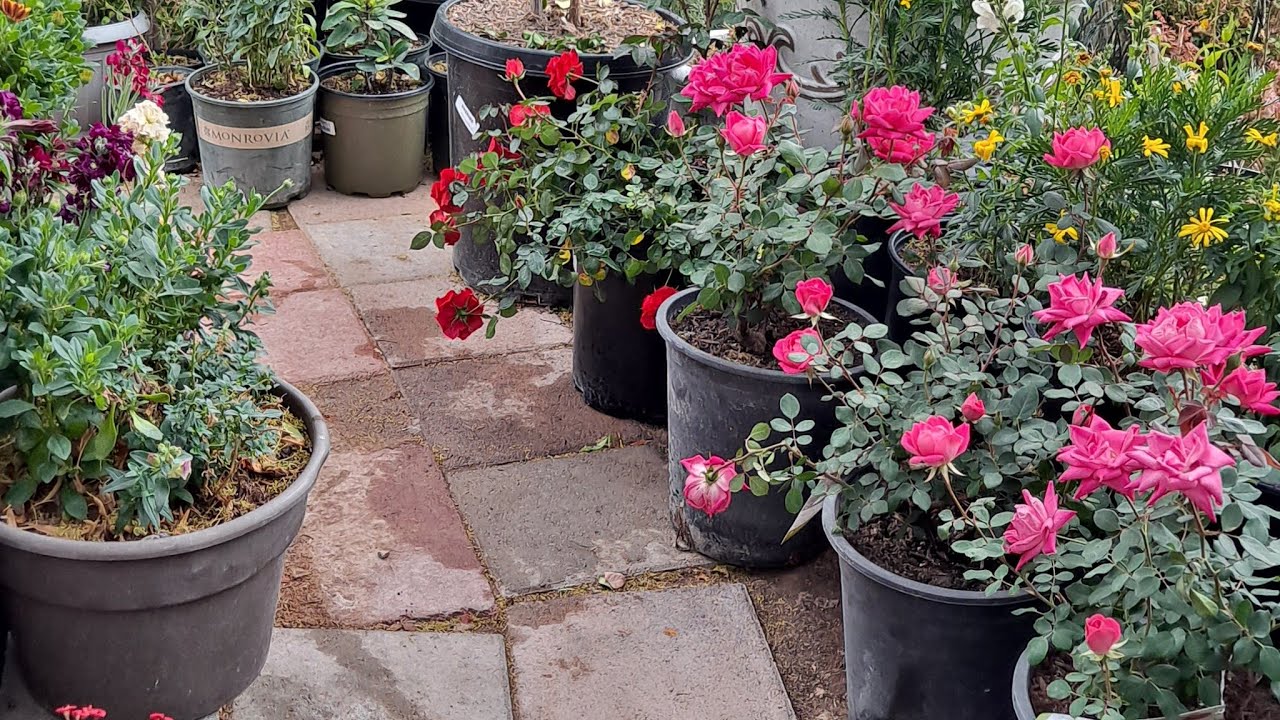 organizando mi jardín #klodysgarden