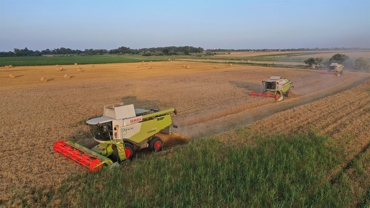 Búza aratás/Wheat Harvest 2023: CLAAS LEXION 650, 2 X CLAAS TUCANO 440, IFA L60, MAN, JOHN DEERE