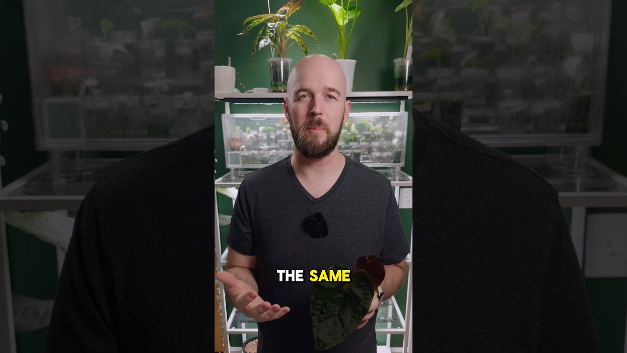 Overwatering and Underwatering Plants Look The Same? #plantcare #plantcaretips  #houseplantcare