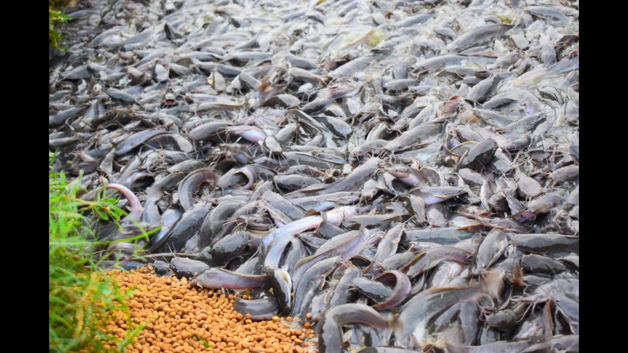 Hybrid Magur Fish Farming || Magur Catfish Fish Eating Food in Pond