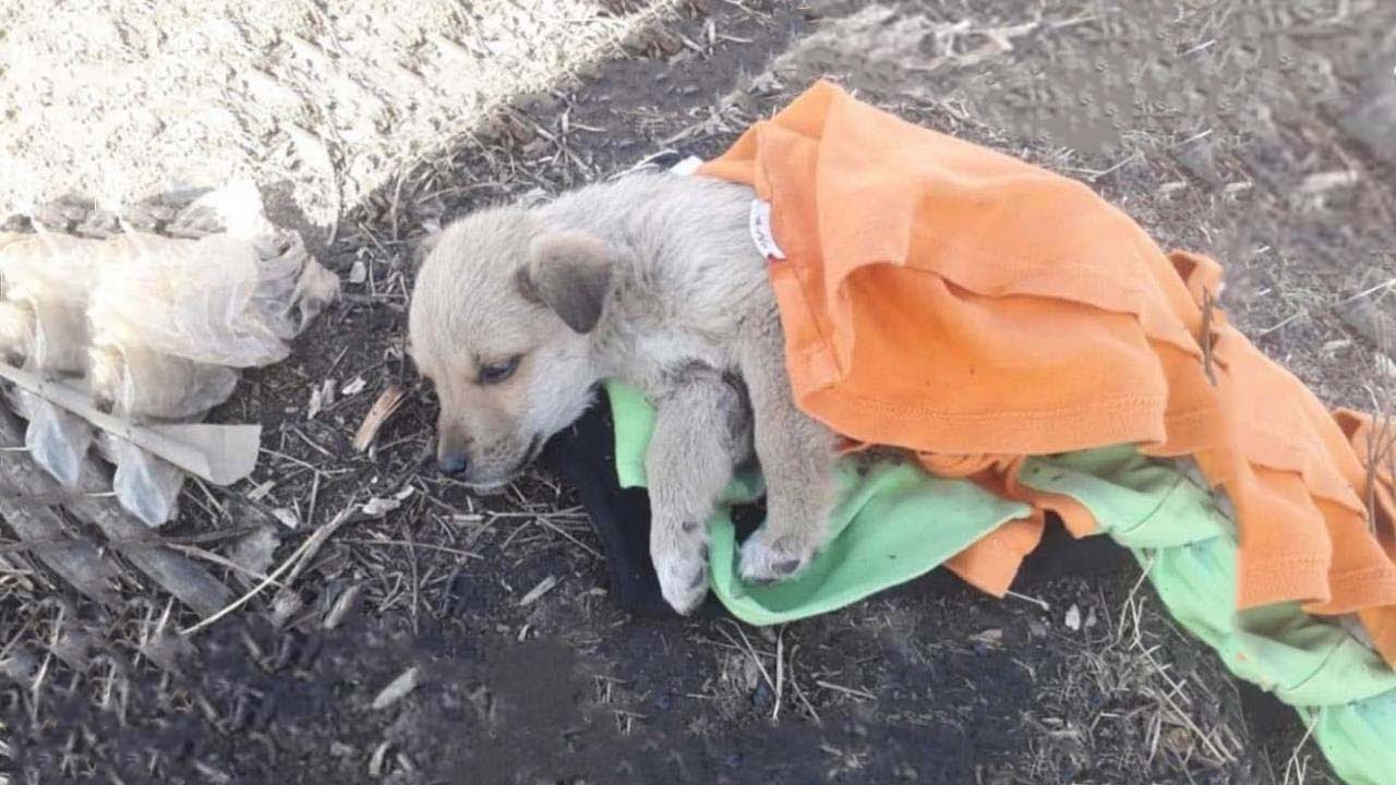 Брошенная на мусорном поле, она сильно рыдала. Пытался вернуться домой, но не мог пошевелиться...