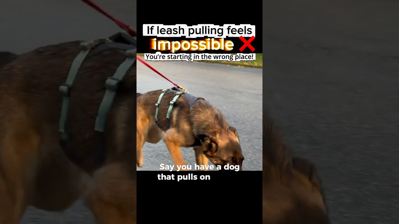 If leash pulling feels impossible.. you&rsquo;re starting in the wrong place!