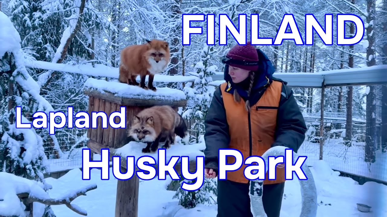 Levi Husky Park, Lapland, Finland 🇫🇮 Polar Speed Retket Ky