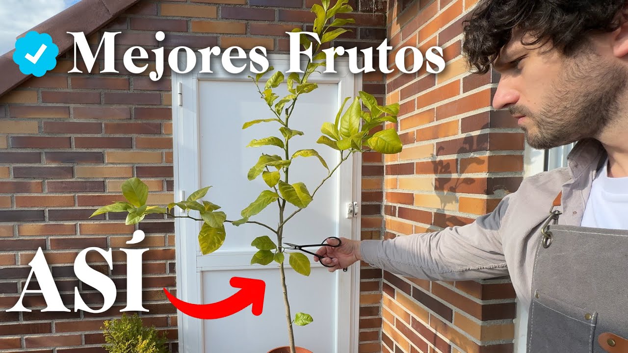 Naranjo - Limonero 🍊 C&oacute;mo Podar C&iacute;tricos