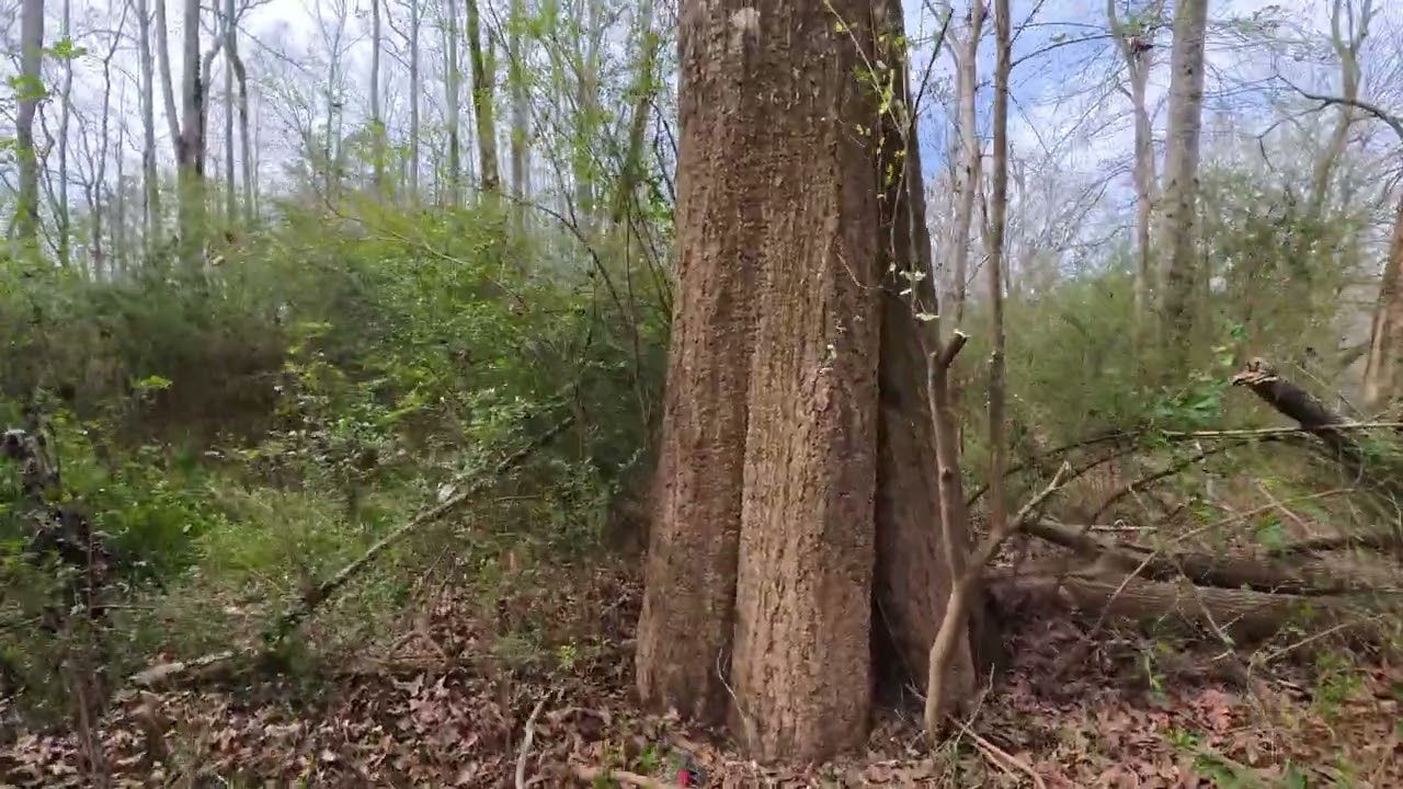 Clearing brush privit with Milwuakee M18 hedge trimmer   Insta360 camera mounted on tool