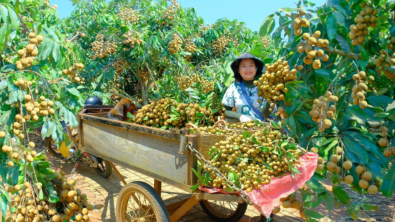 Harvest Longans Goes To Market Sell, Have A Meal With My Brother, Grow Mung Beans| Tieu Lien Harvest