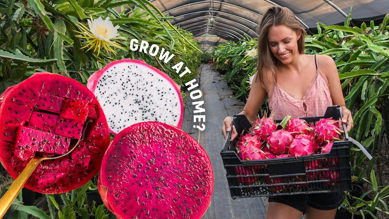 I Visited a DRAGON FRUIT FARM *how they grow*