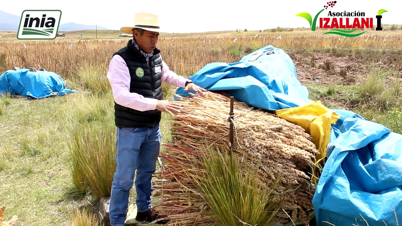 Quinua Orgánica, Cabana, Puno, Perú