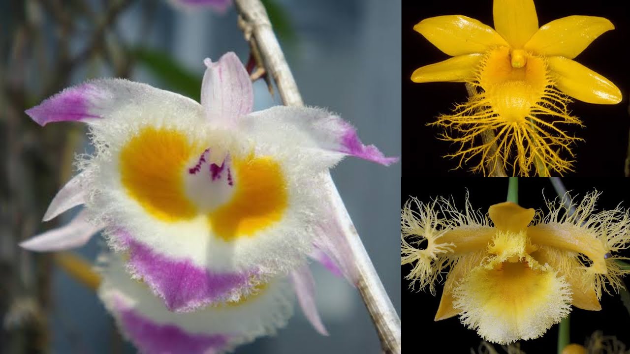 Espécies de Dendrobiuns Especiais, Oncidium e muito mais 