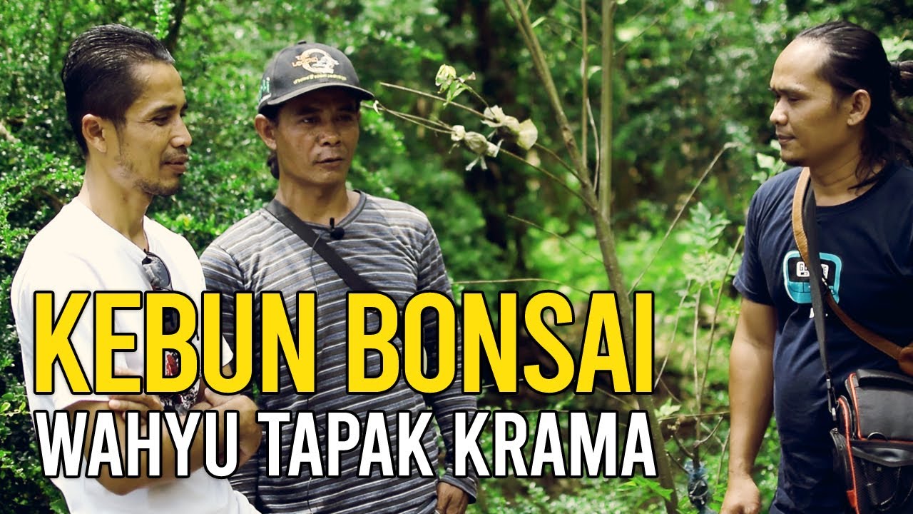 Berkebun Bonsai Sejak Lulus SD | Petani Bonsai Asal Ciwaruga Kab. Bandung Barat
