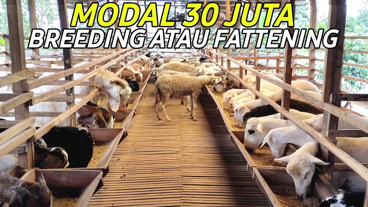 MODAL 30 JUTA UNTUK BREEDING DOMBA ATAU FATTENING DOMBA TONTON VIDEO INI