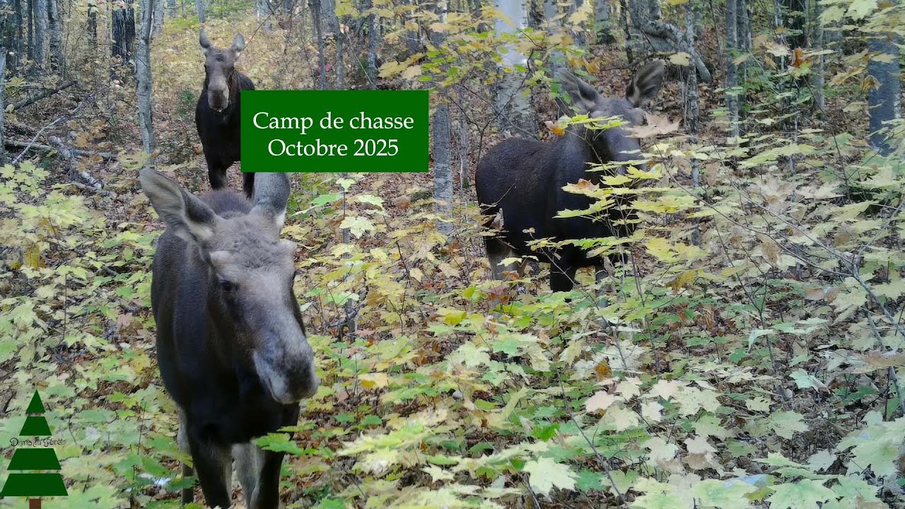 Trail Cam - Camp de chasse - Octobre 2025
