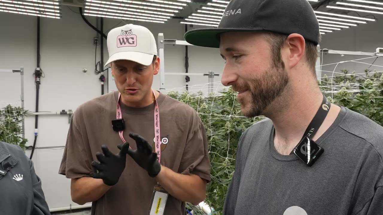 Wise Guys Farms | Inside Michigan&rsquo;s Elite Indoor, Outdoor & Greenhouse Grow Operation | KOBTV