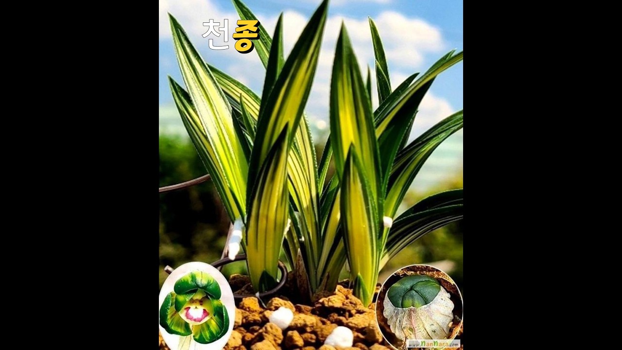 03/10(화)(완판)성원에감사드립니다💗💗 환엽중투, 수정단엽, 호피반, 중투, 천종, 호정, 단두소 등 10종👍👍