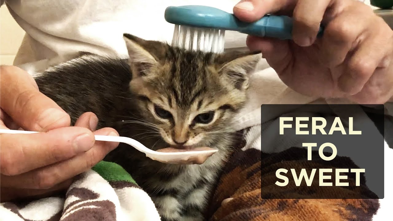 Socializing Feral Kittens | We Fostered Kittens During the Pandemic | KITTEN RESCUE VLOG | PART 2