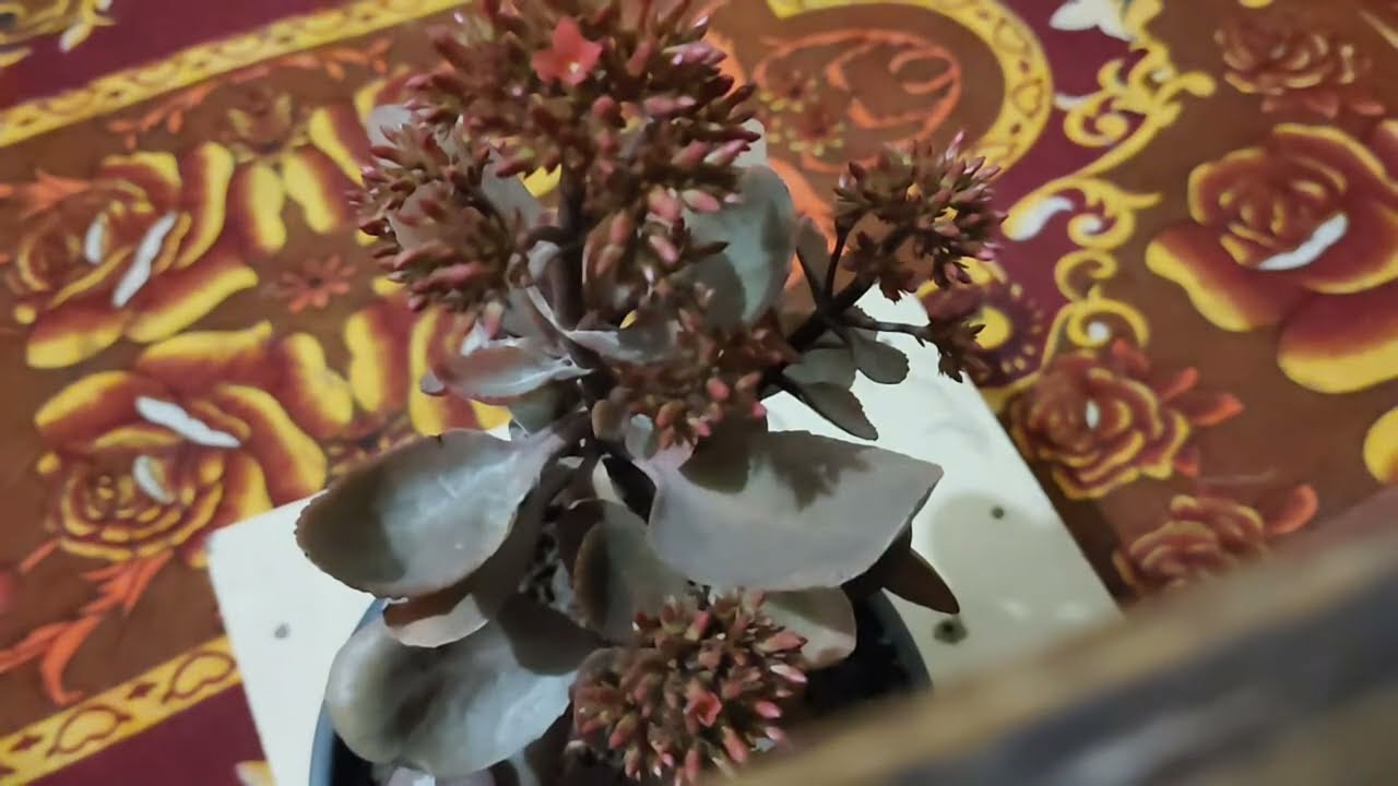 Terrace Gardening With Harish is live