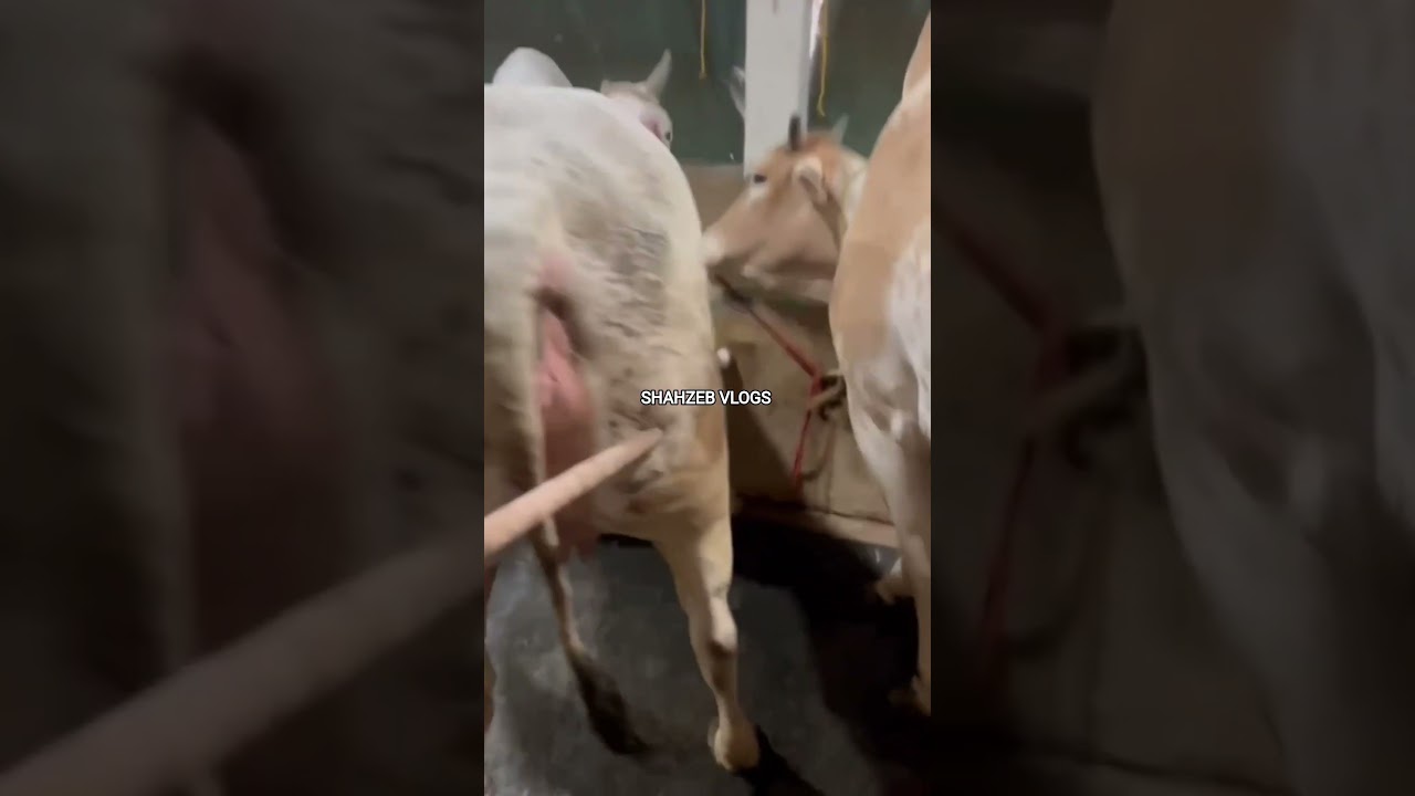 #shortsfeed