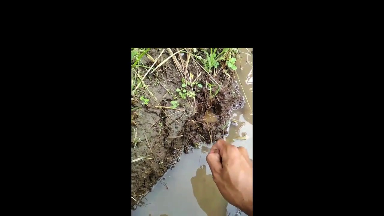 Video lucu Mancing belut disantap ular