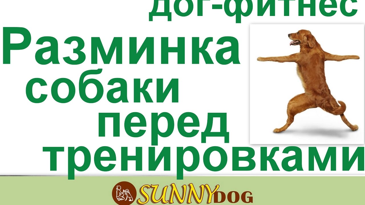 Разминка собаки перед любыми тренировками, выставками и прогулкой. Дог фитнес