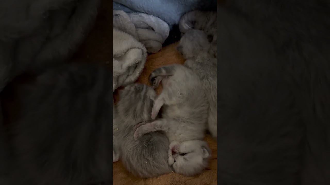 R8年2月5日産まれの赤ちゃん猫が‼️今日お目目をはっきりパチクリ( ꇐ₃ꇐ )