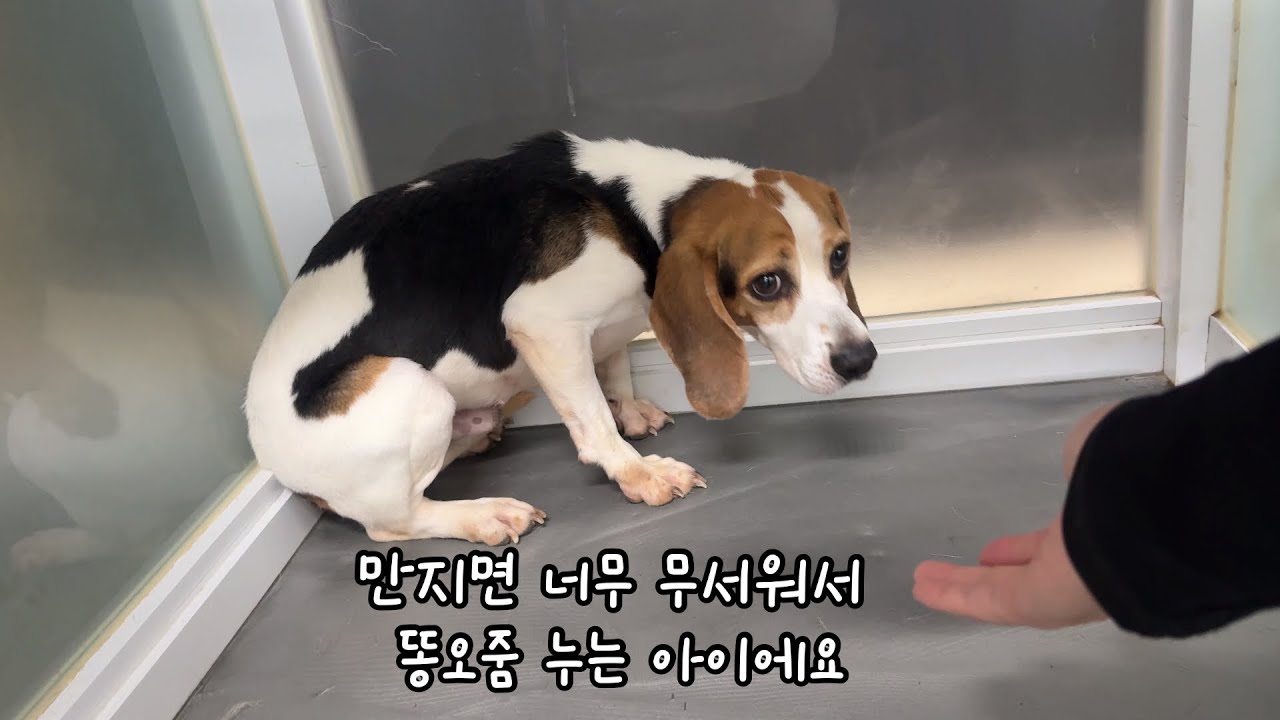 부산번식장 구조견,일년이 다되어 가지만 누구도 만질 수 없는 비글친구