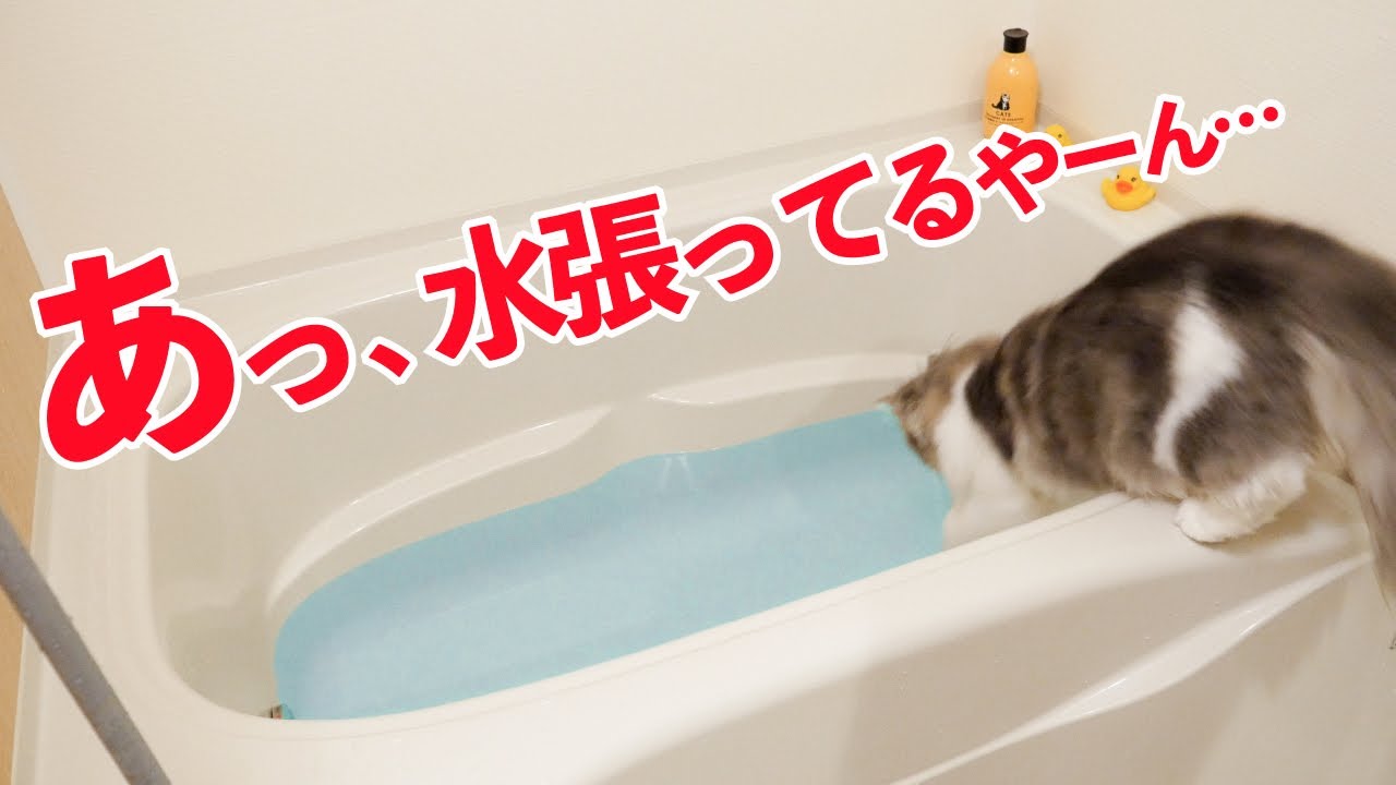 お湯が張ってあると知らずに浴槽に飛び込んでしまった猫の反応がこちらw