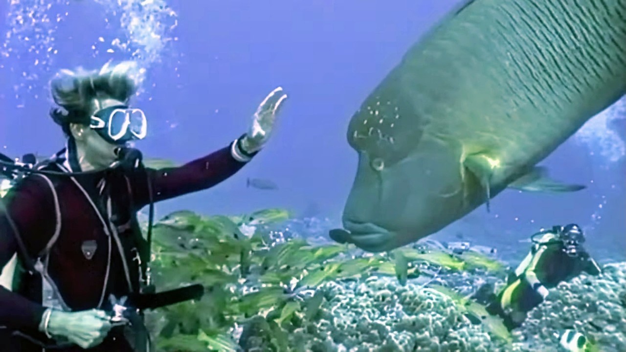 Polyn&eacute;sie Fran&ccedil;aise : Plong&eacute;e sous-marine dans un monde unique