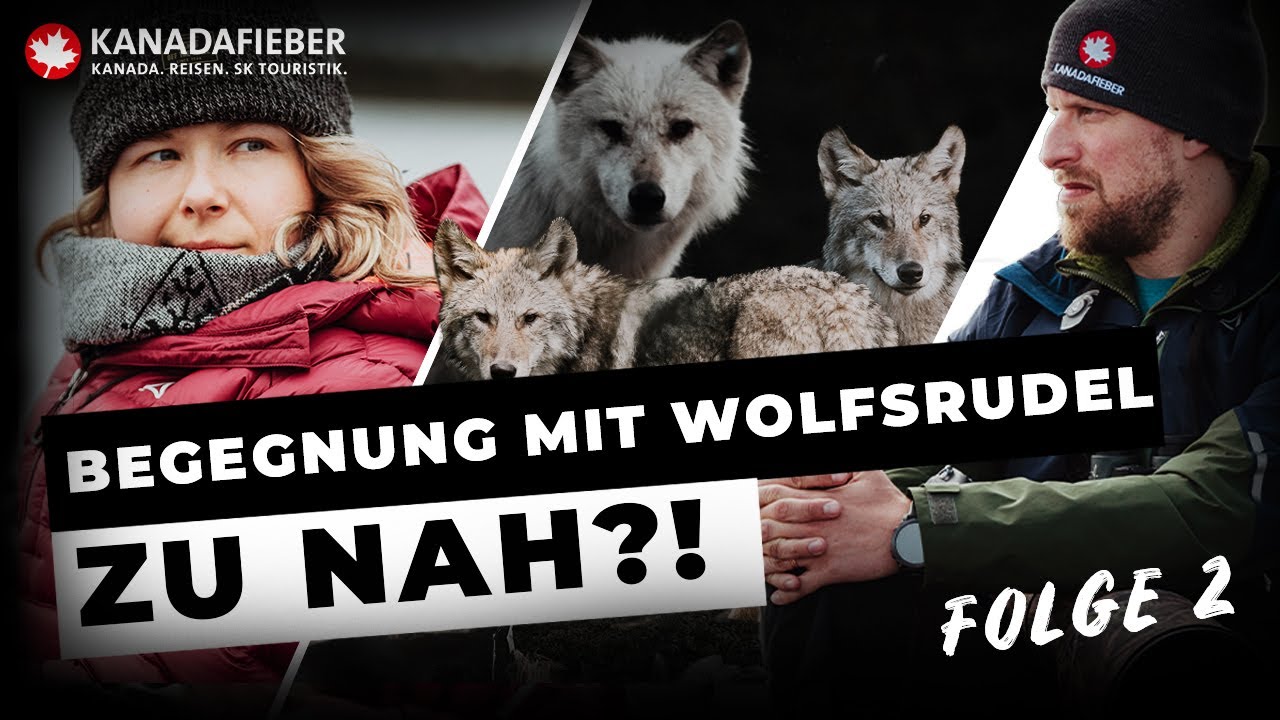 Auge in Auge mit dem größten Wolf der Welt! | Folge 2 - Expedition Manitoba 🇨🇦 | feat. @wildlingzz