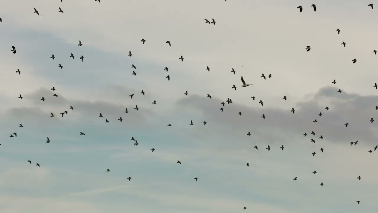 Vogeltrek 2024 - Goudplevieren
