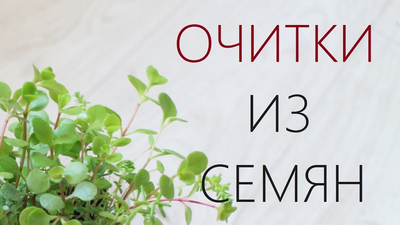 Очитки из семян
