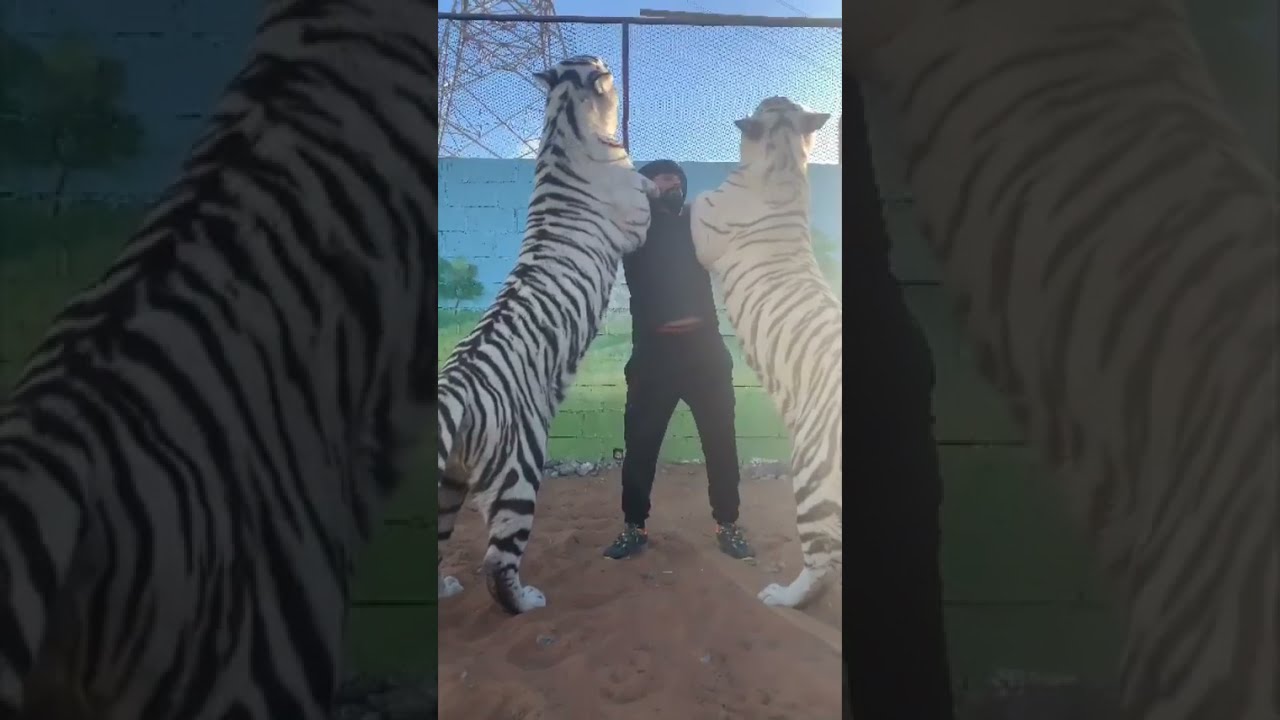 UAE Lion king with white tiger , ras al khaima zoo