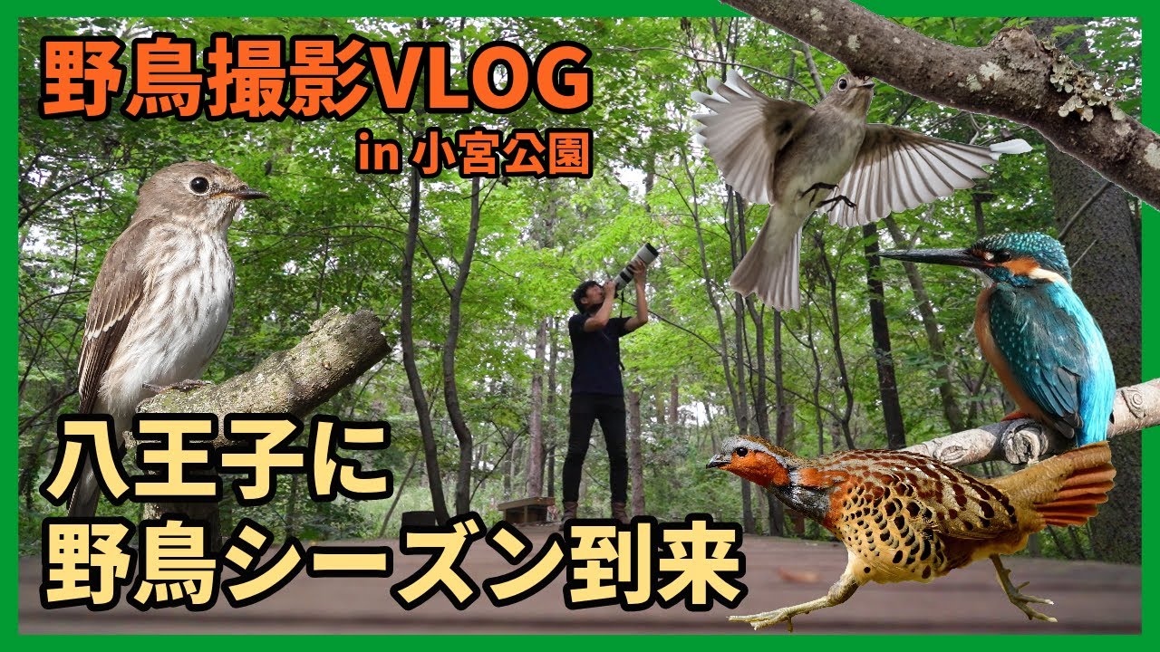 野鳥撮影Vlog 「八王子小宮公園を歩く」| エゾビタキ、コジュケイ、カワセミ など| Birding in Japan, kingfisher, Grey-streaked Flycatcher
