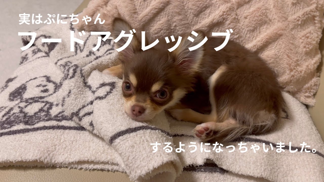 わが家の一大事！！かわいい愛犬が【フードアグレッシブ】するようになっちゃいました😢