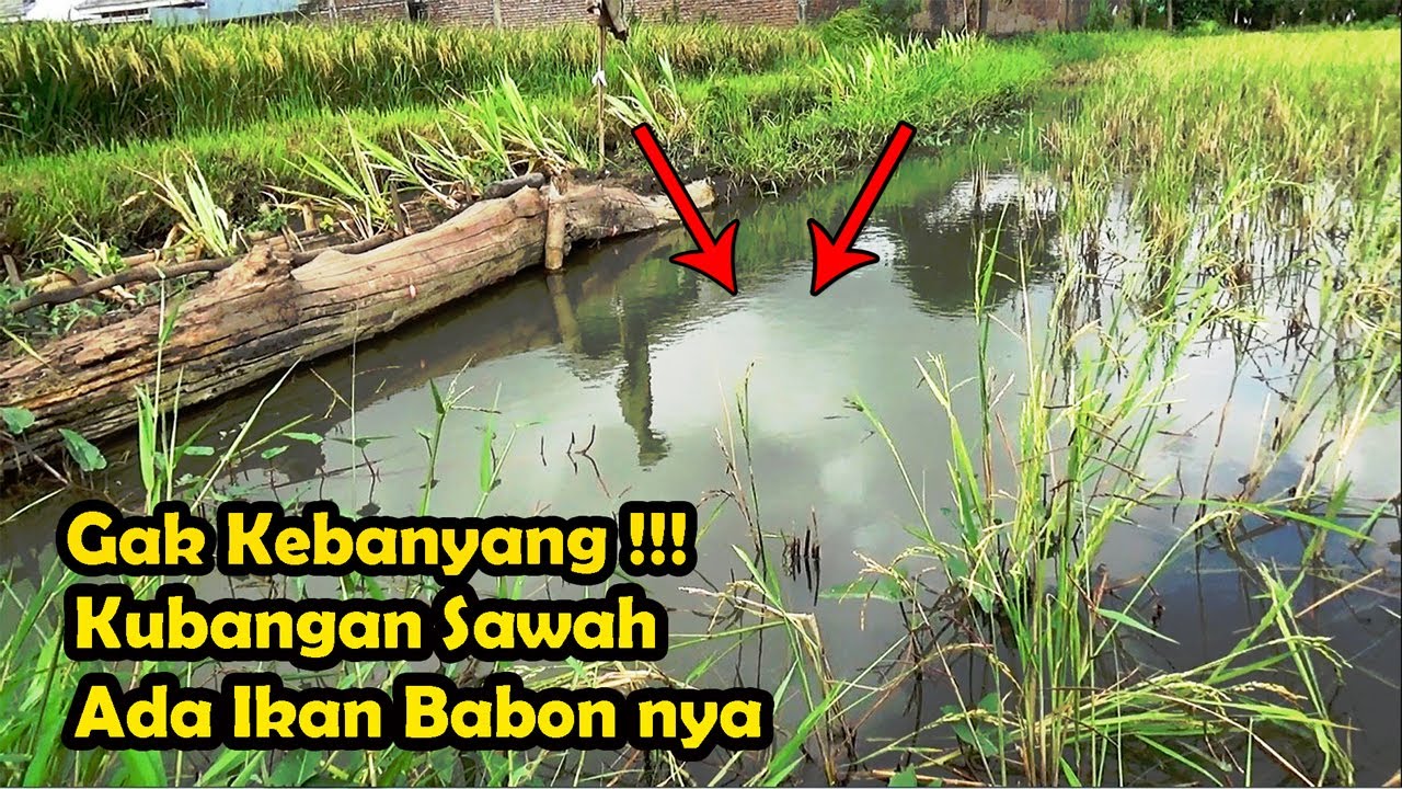 Mancing Ikan Di Kubangan Sawah Yang Terkenak Banjir