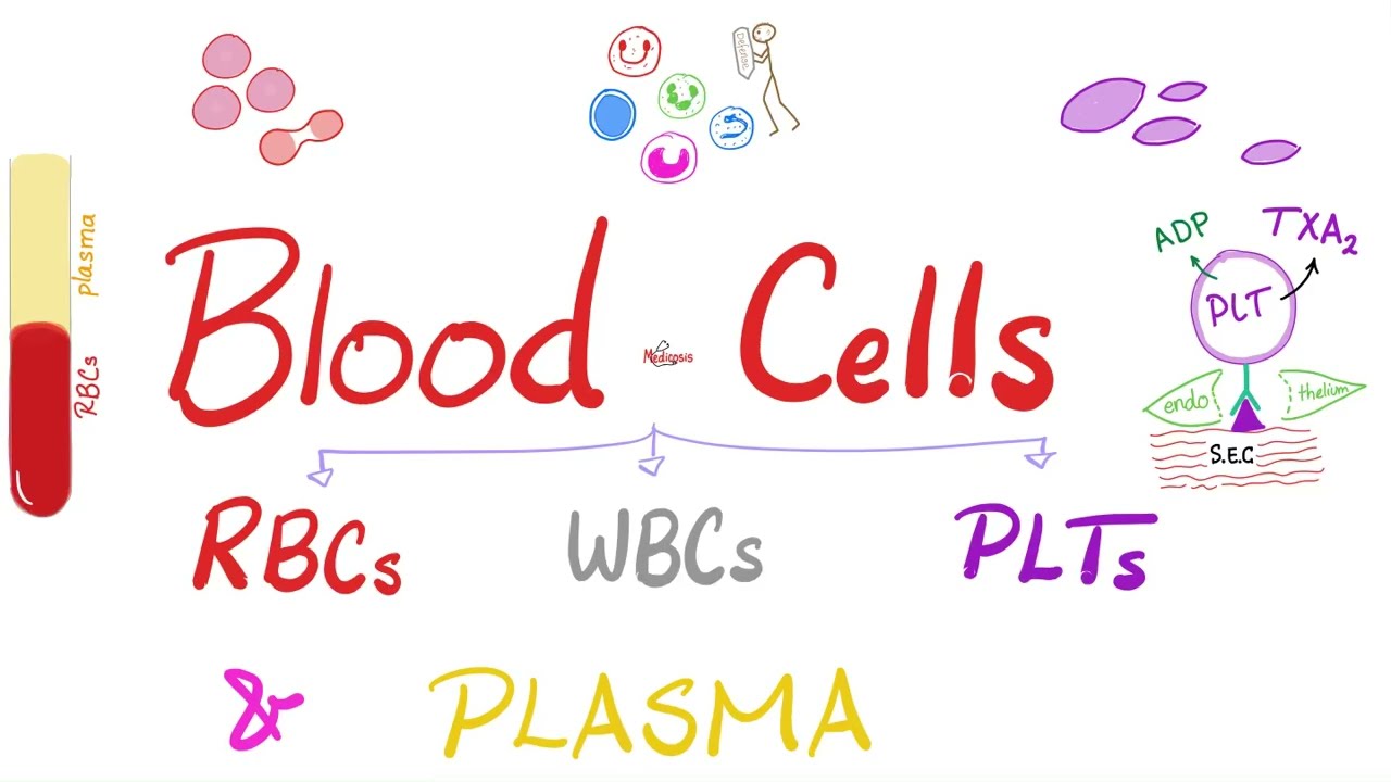 Osocze i krwinki (erytrocyty, leukocyty i płytki krwi) &ndash; hematologia i fizjologia