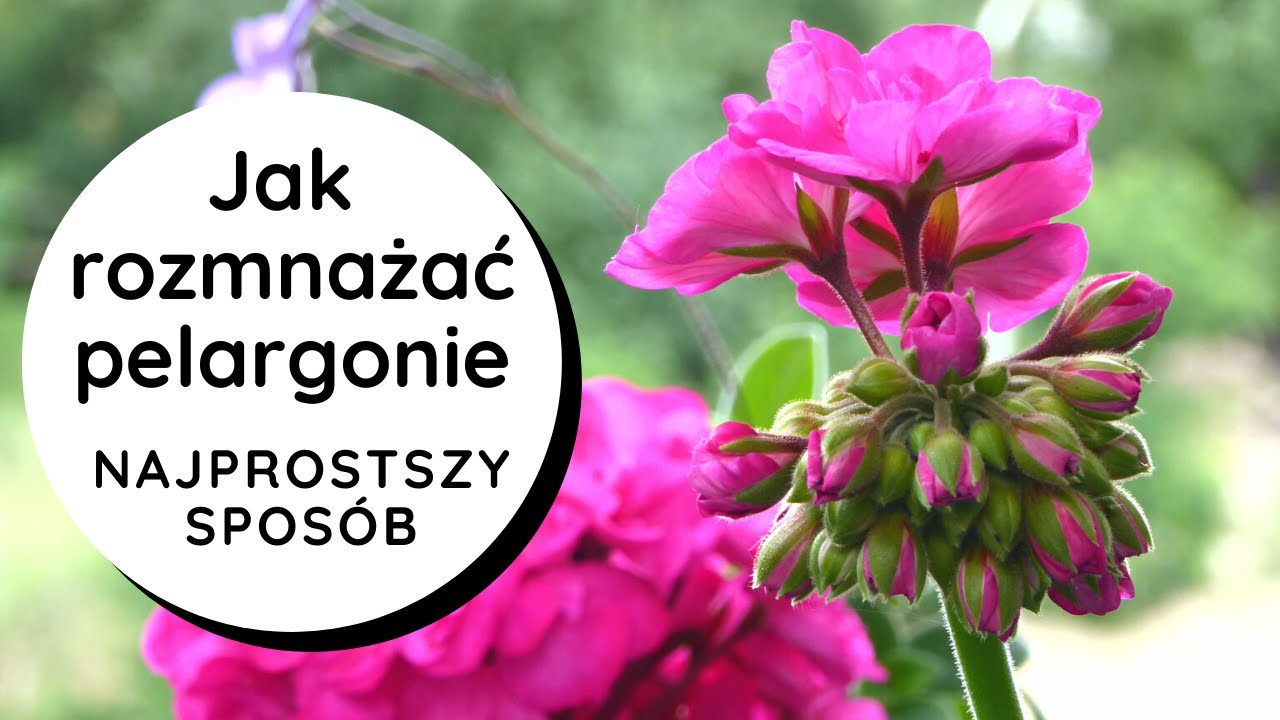 ❓Jak rozmnażać pelargonie❓ Najprostszy sposób👍 Jak zrobić szczepki/sadzonki pelargonii?🌸🌺