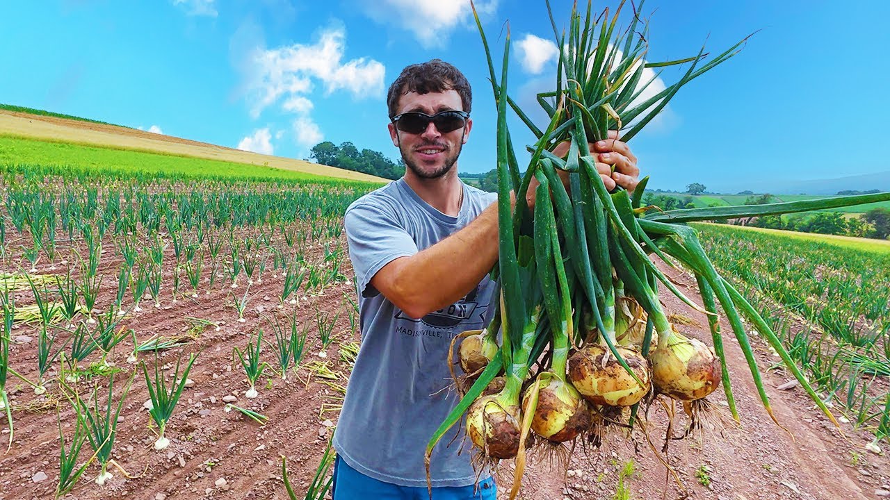 The Farm Hasn't Seen A Harvest This Nice In Years!