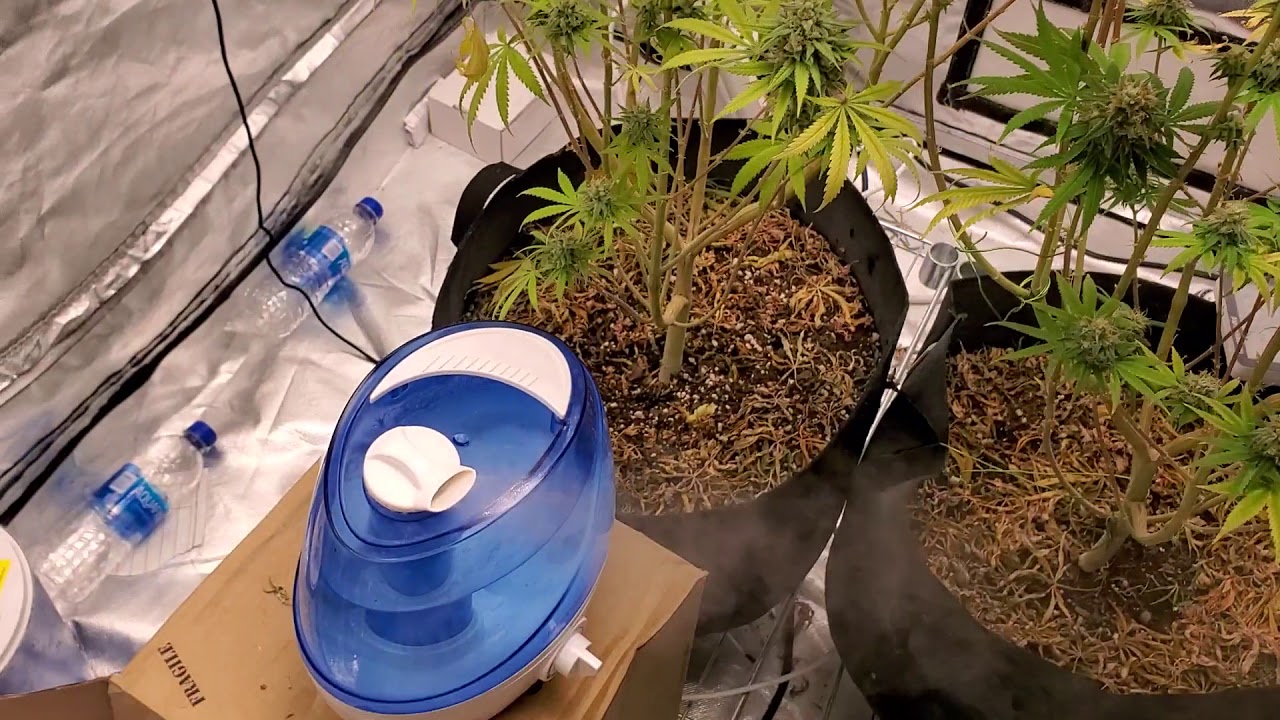 Problems With Growing Weed Indoors 😪  (GROWROOM) TV 420 📺