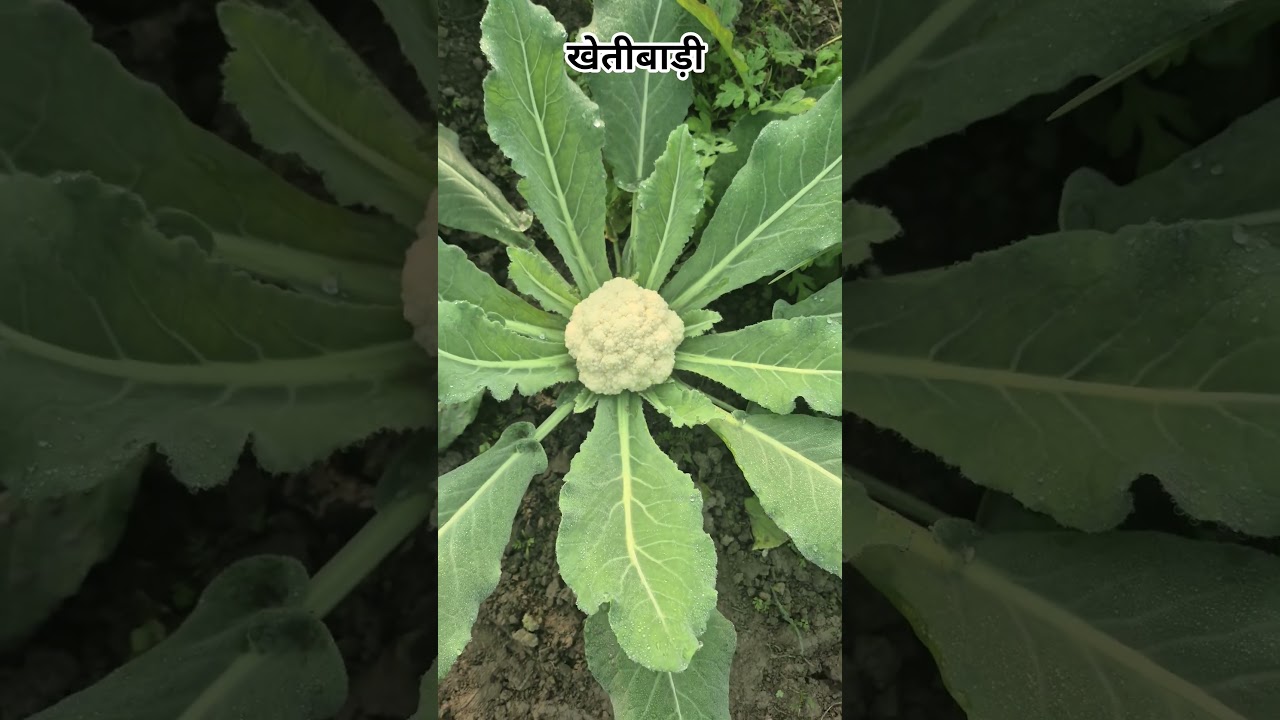 खेतीबाड़ी 