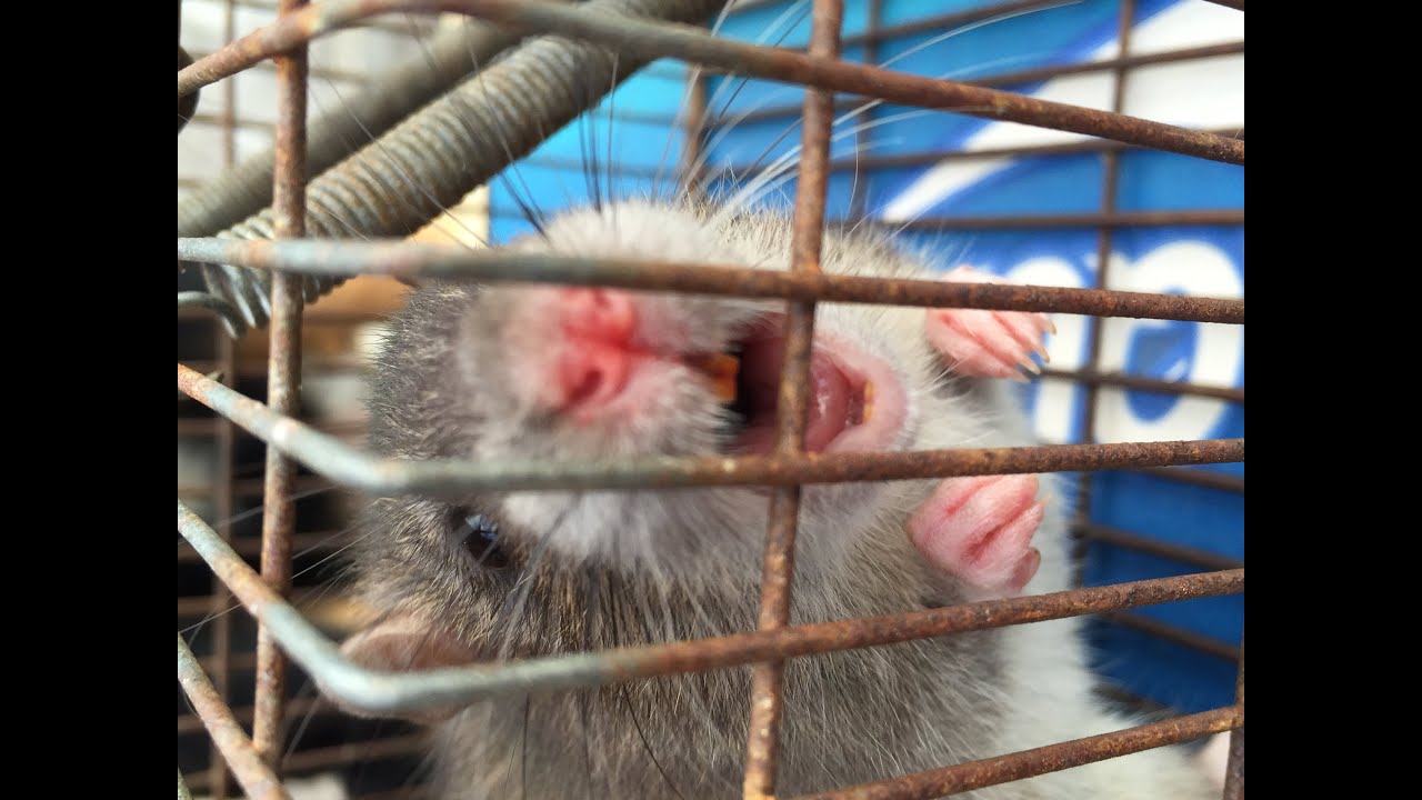 閲覧チュウ意です！！　　ネズミ捕り