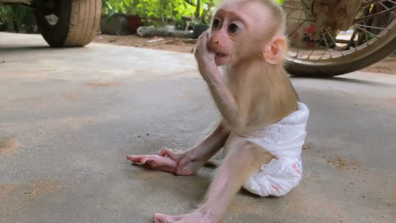 When the Baby monkey Hearing their mother calling, #Johnson #Jackie