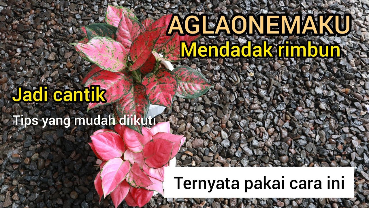 BEGINI CARANYA AGLAONEMA MENDADAK RIMBUN#aglaonema jadi cantik
