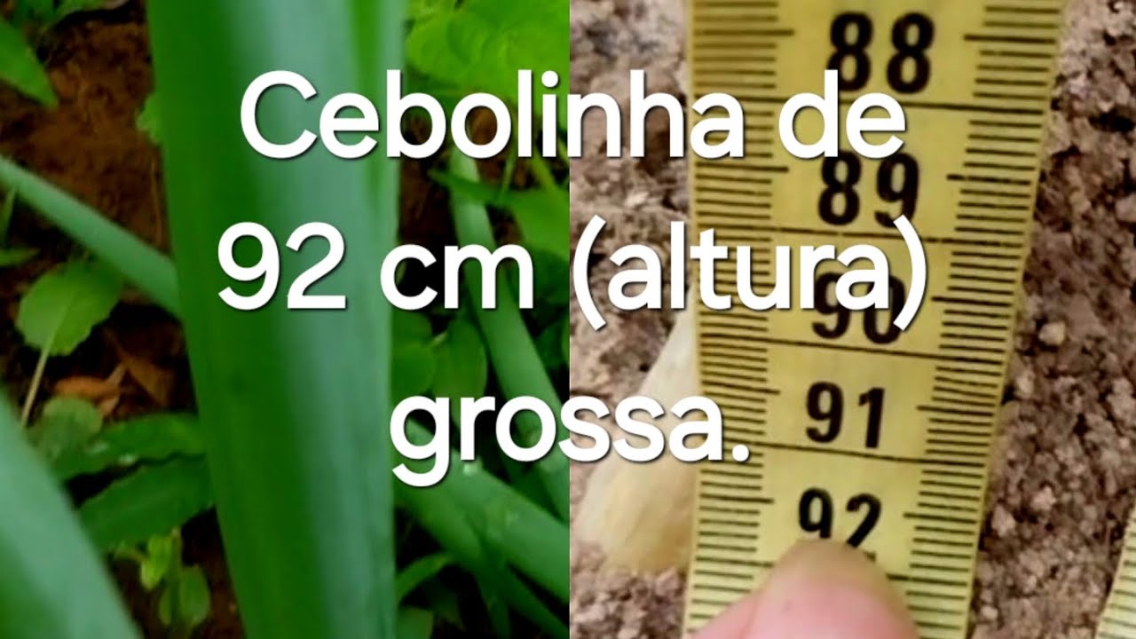 TRUQUE, Cebolinha Enorme e Grossa 
