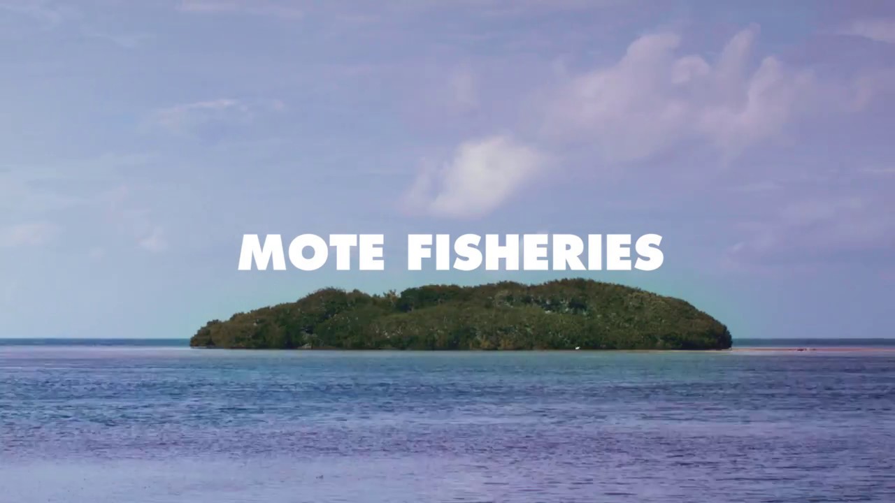 Mote Marine Laboratory Fisheries Programs