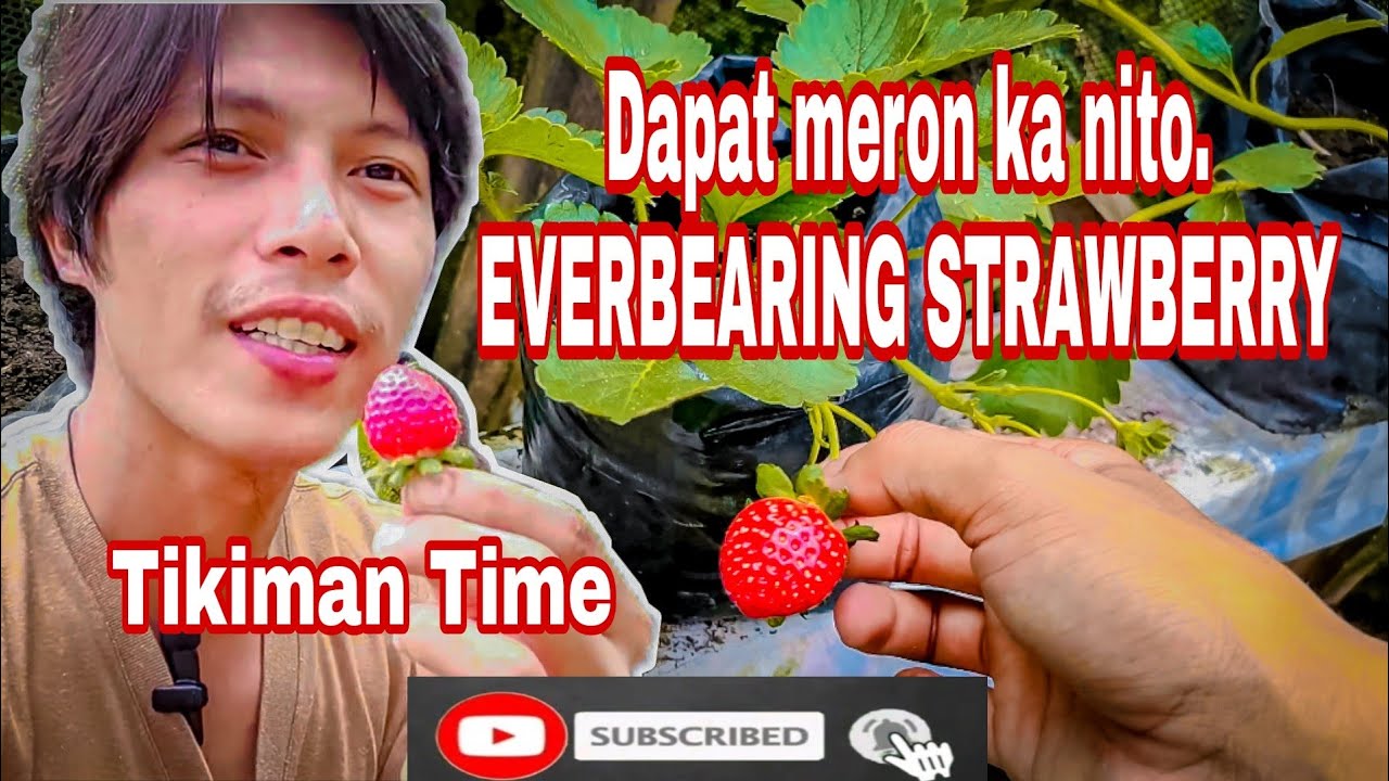 Strawberry sa Mainit na lugar Everbearing Variety Dapat Meron Ka nito! | Tikiman Time #strawberry