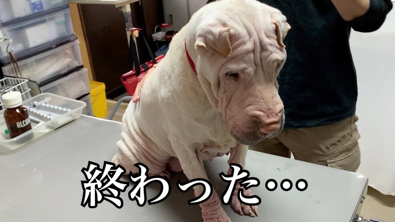 散歩だと思ったら、行き先が獣医室だったブチャ犬もやちゃん。